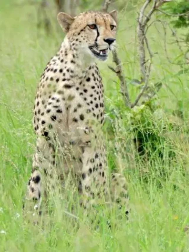 New look of Cheetahs arriving from Namibia at Kuno National Park in Madhya Pradesh